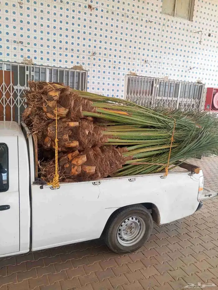 نخل للبيع المدينه مكه جده الطايف توصيل جميع مناطق المملكة 0