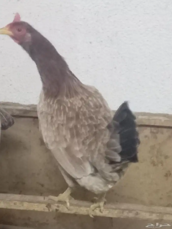 دجاج تراث تم البيع 0
