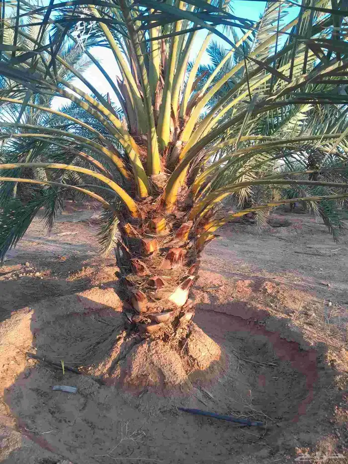 برحي درجه اولا 1