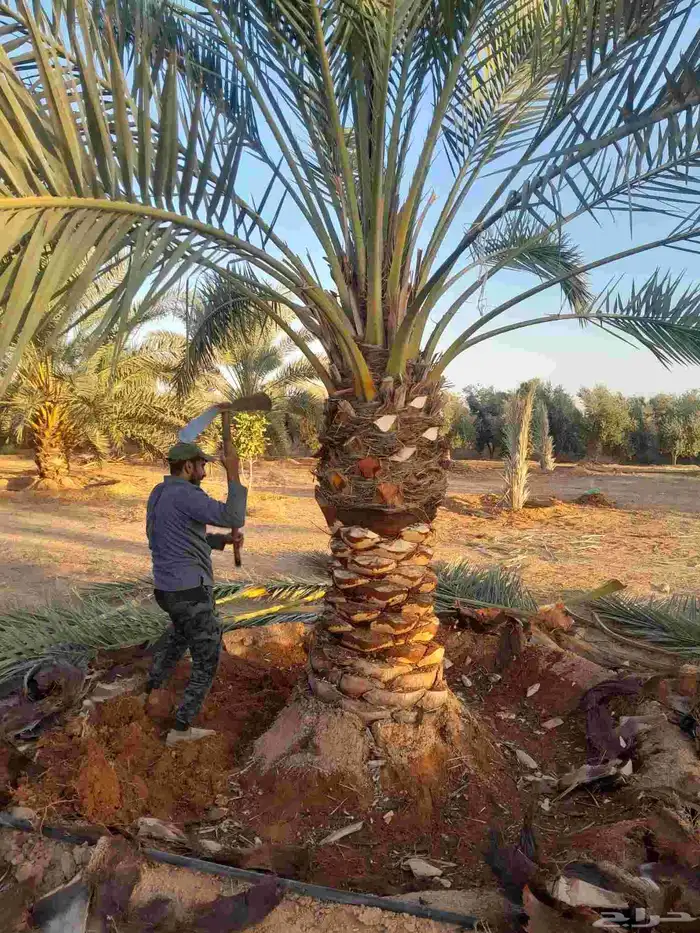 برحي درجه اولا 2