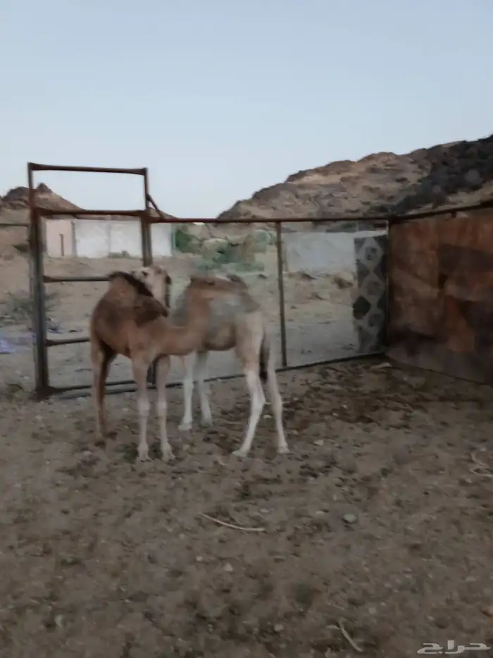 حشوان علا حليب اماتها العدد 2 0