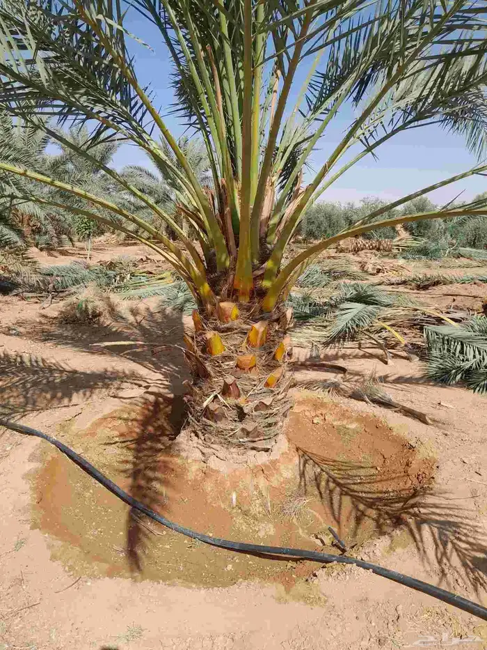 برحي درجه اولا 6