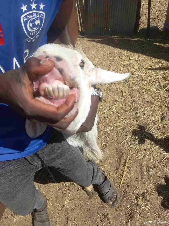 فحل حري فاخر 8