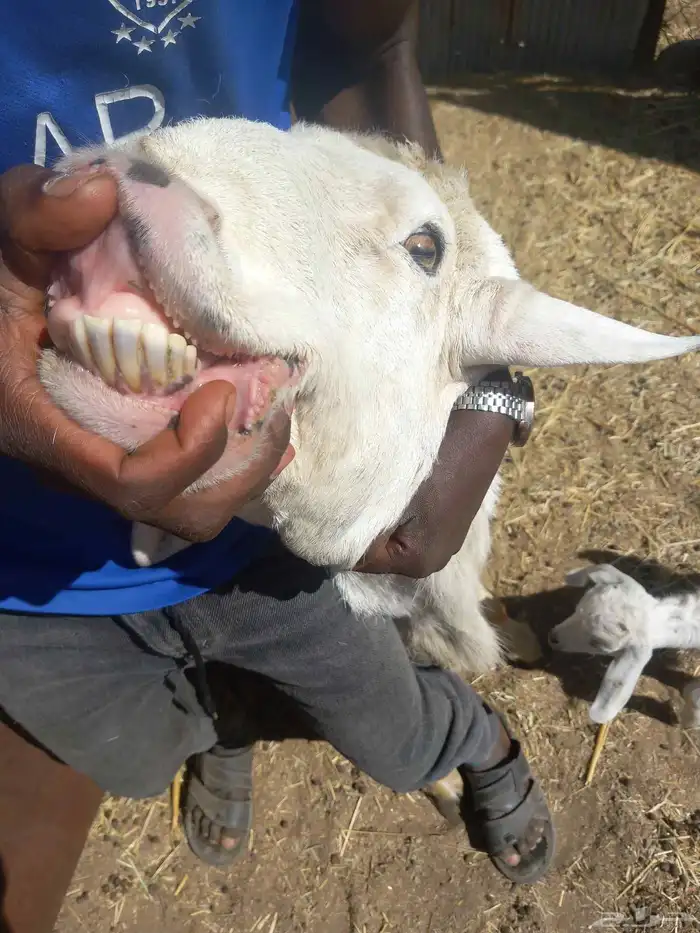 فحل حري فاخر 7