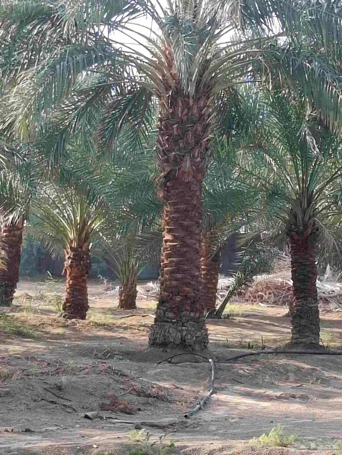 نخيل للبيع الجميع انواعه جميع المقاسات كريم 5