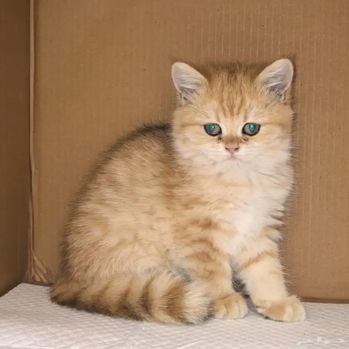 انثى برتش قولد مستوى عالي British Gold Female 0