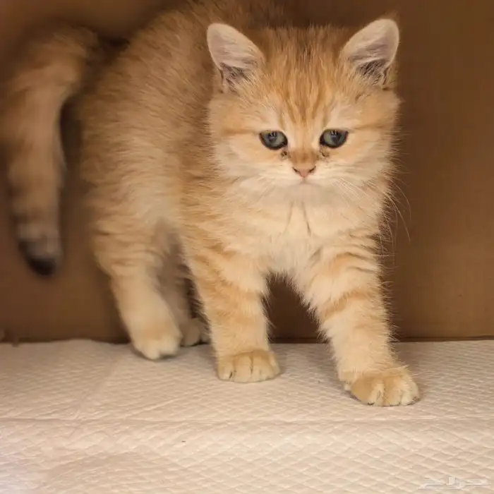 انثى برتش قولد مستوى عالي British Gold Female 1