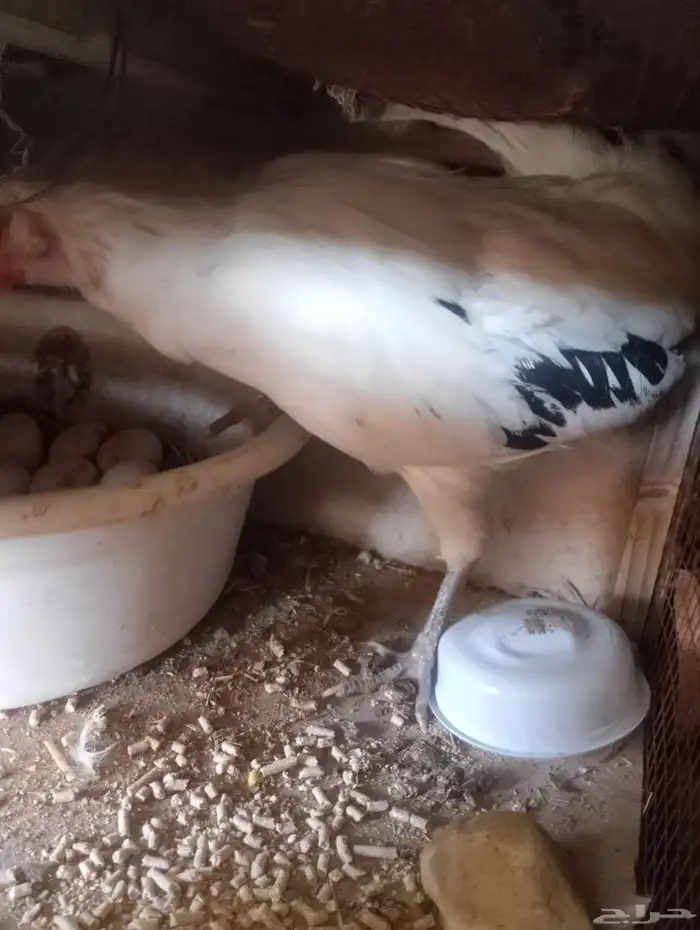 دجاج بلدي كفو 0