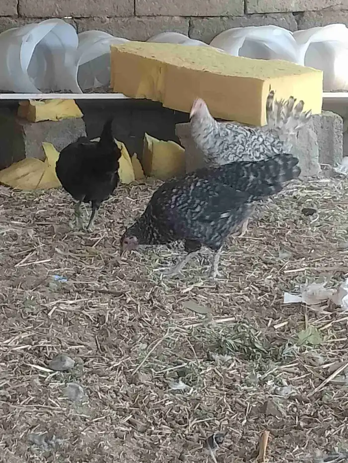 دجاج بلدي كفو 5