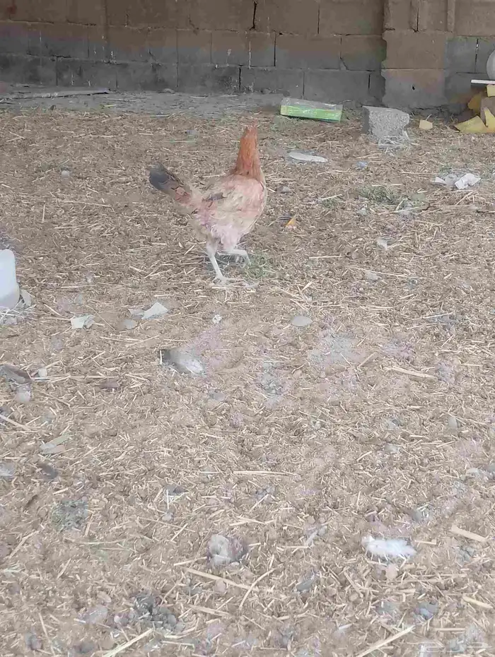 دجاج بلدي كفو 2