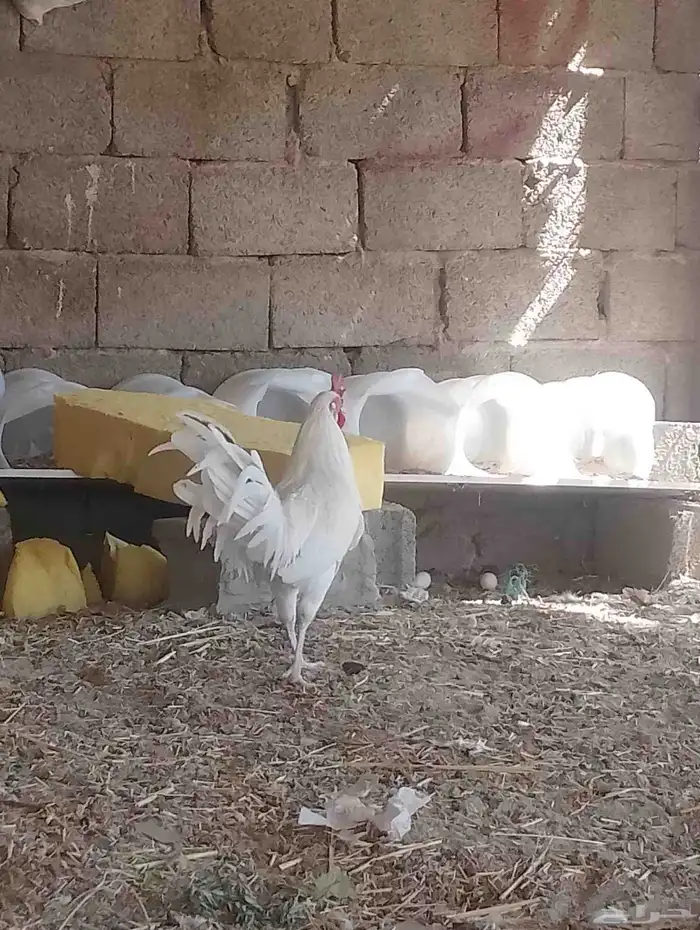 دجاج بلدي كفو 4