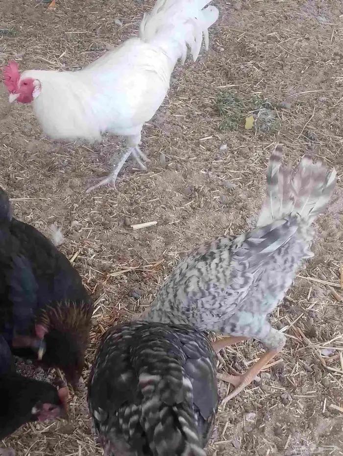 دجاج بلدي كفو 1