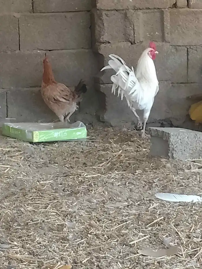 دجاج بلدي كفو 3