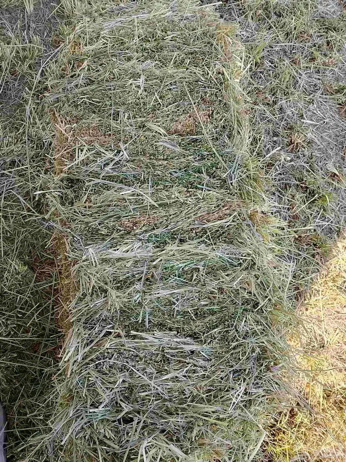 رودس مشروع حبه كبيره 95سم من شركه الوطنية في وادي الدواسر 1