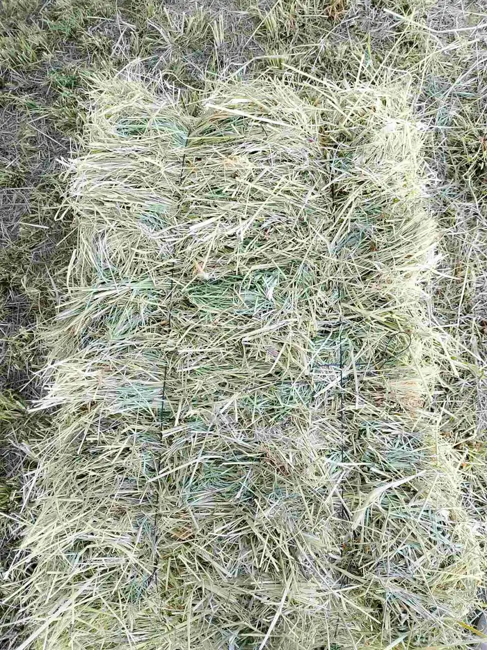 رودس مشروع حبه كبيره 95سم من شركه الوطنية في وادي الدواسر 0