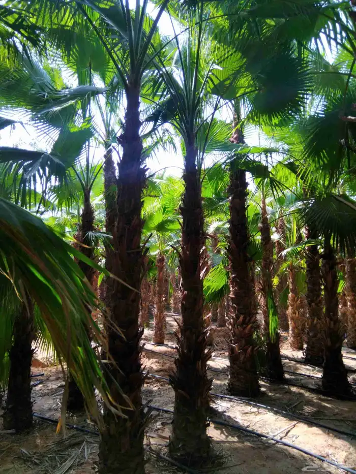 نخل واشنطني زينه رقم واحد توريد وتركيب 8