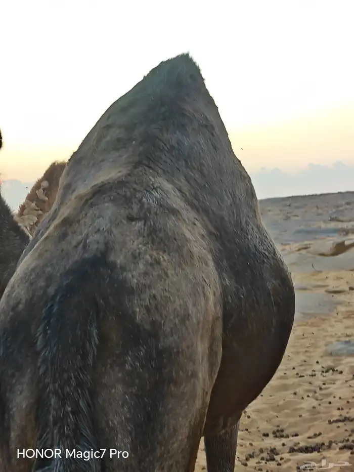 ناقة حايل مبيوع ولدها 1