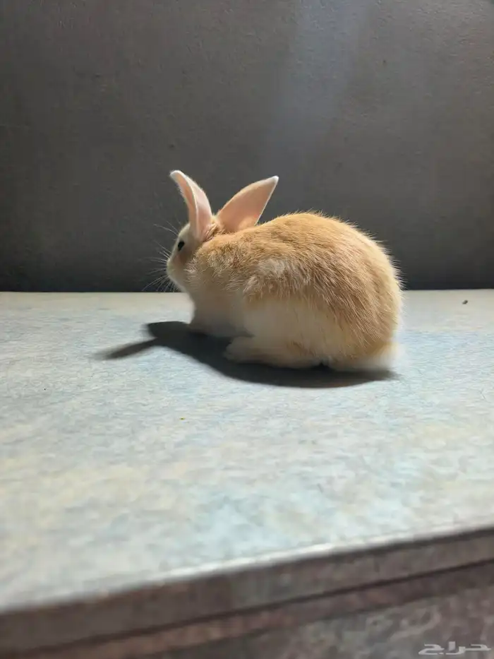 ارانب للبيع على السوم نضاف جدا التواصل خاص 4