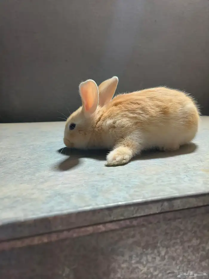 ارانب للبيع على السوم نضاف جدا التواصل خاص 3