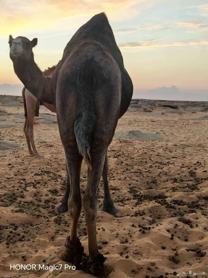 ناقة حايل مبيوع ولدها 0