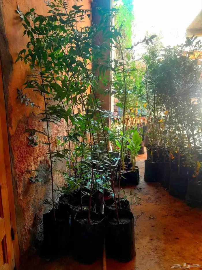 زراعه جميع انواع الاشجار والنخل والنجيل كل ما يتعلق بالزراعه 7