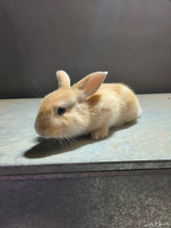 ارانب للبيع على السوم نضاف جدا التواصل خاص 5