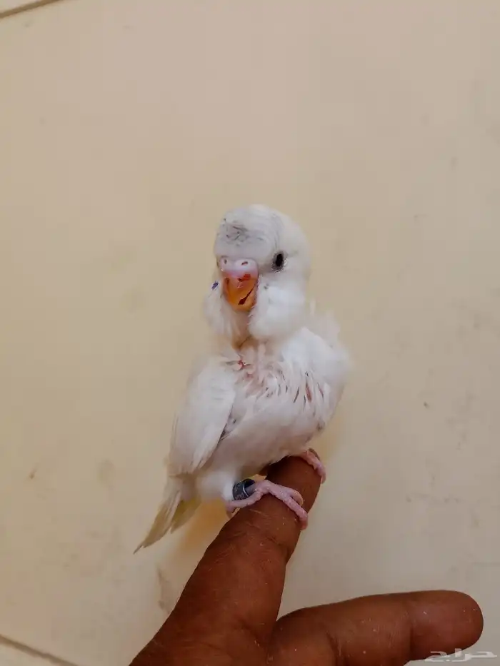 كروان  بادجي فروخ 0