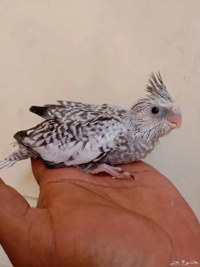 كروان  بادجي فروخ 4