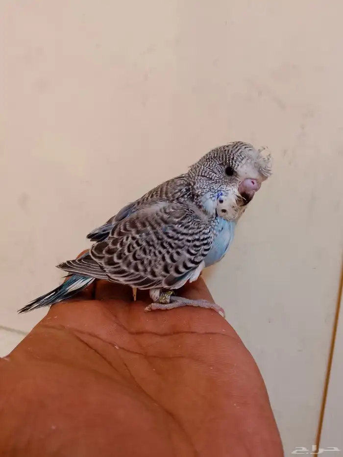 كروان  بادجي فروخ 2