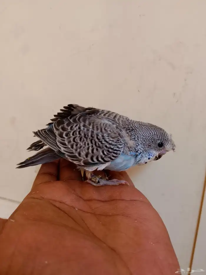 كروان  بادجي فروخ 3