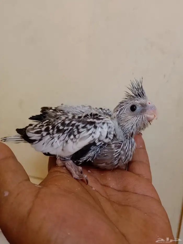 كروان  بادجي فروخ 5