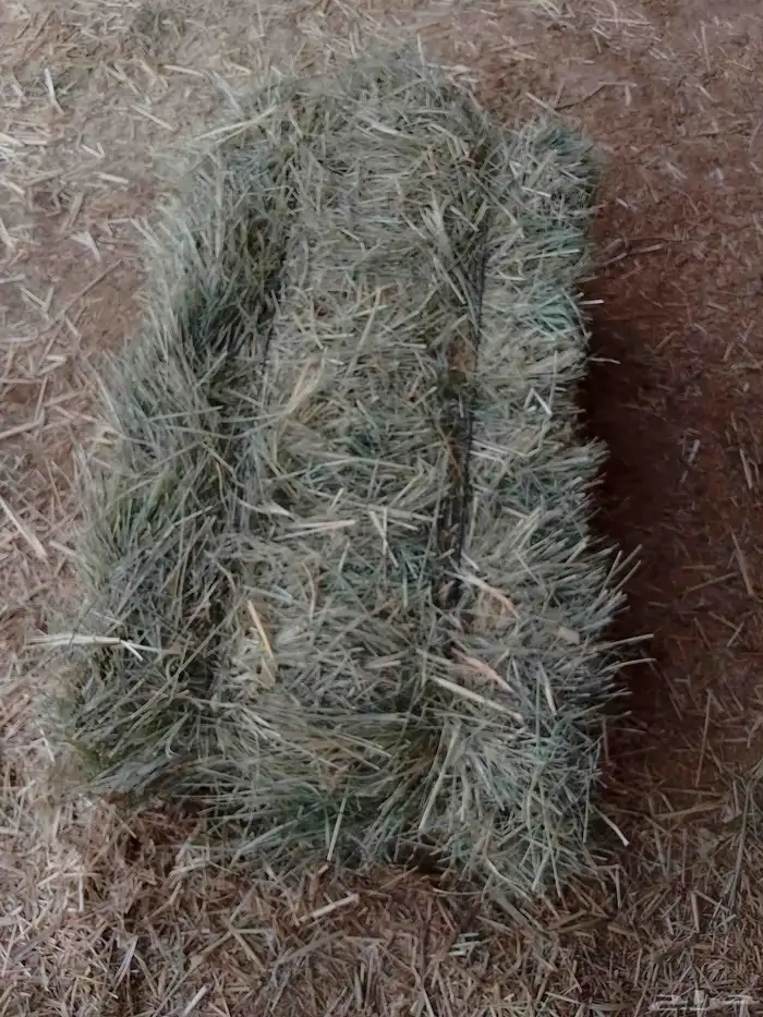 رودس ناعم لبان قلاس 0