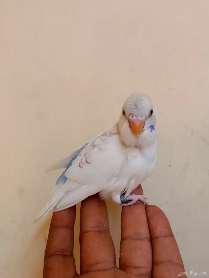 كروان  بادجي فروخ 1