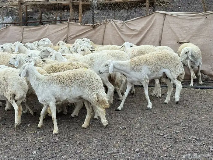 حرش مراح فاخر جروم وطرف 5