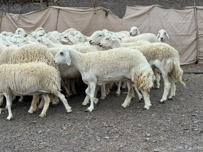 حرش مراح فاخر جروم وطرف 4