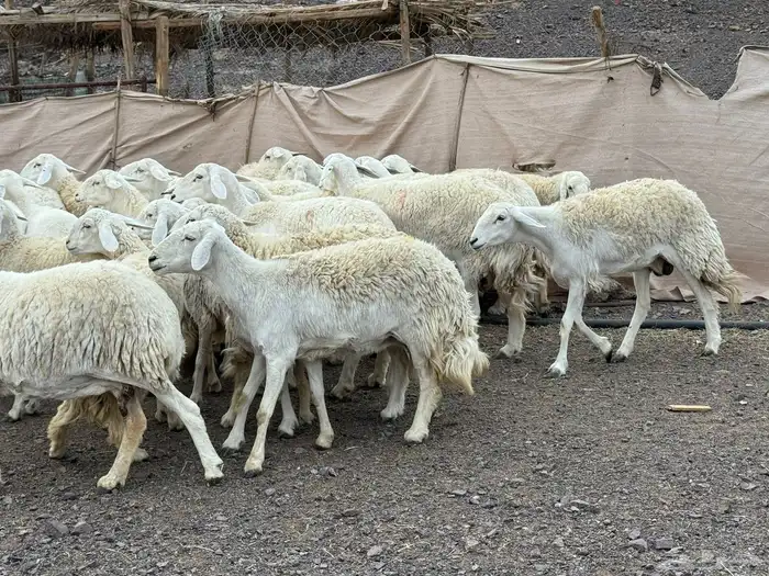 حرش مراح فاخر جروم وطرف 6