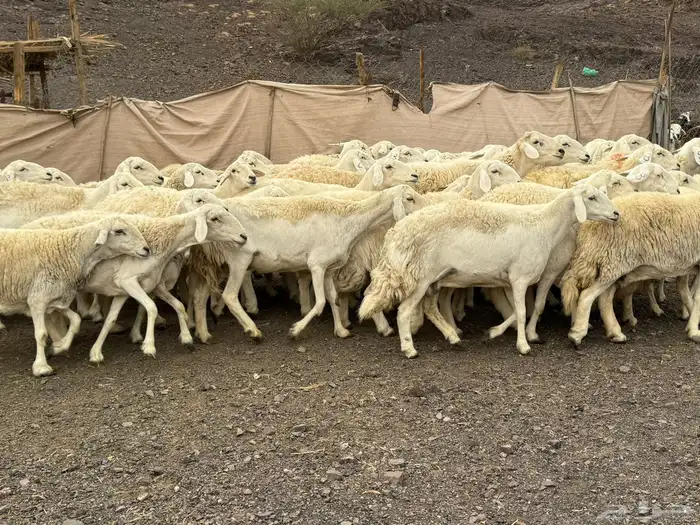 حرش مراح فاخر جروم وطرف 2