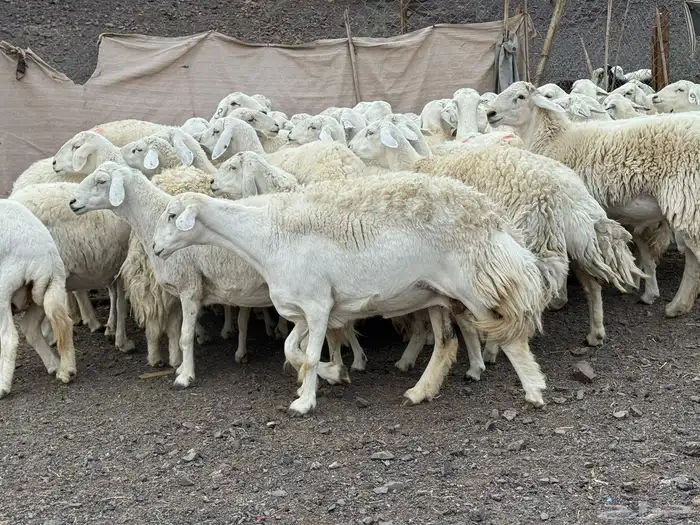 حرش مراح فاخر جروم وطرف 1