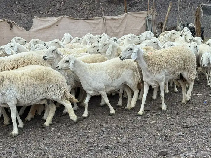 حرش مراح فاخر جروم وطرف 0