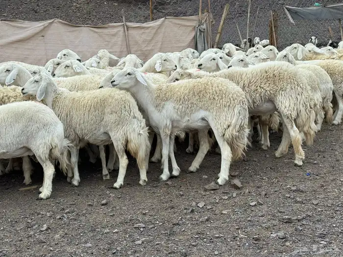 حرش مراح فاخر جروم وطرف 3