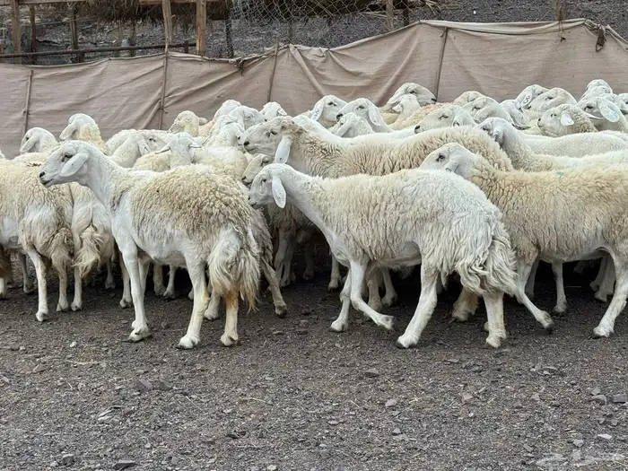 حرش مراح فاخر جروم وطرف 7