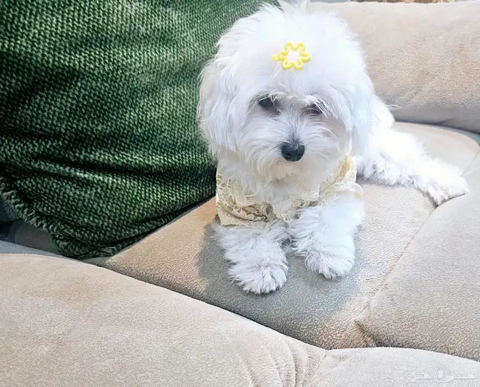 للبيع جراء كلاب صغيرة منزلية 28