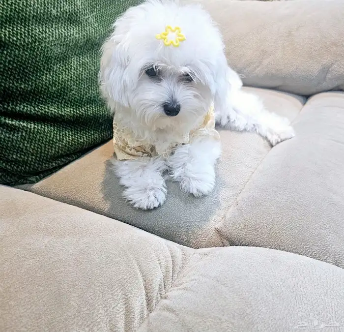 للبيع جراء كلاب صغيرة منزلية 27