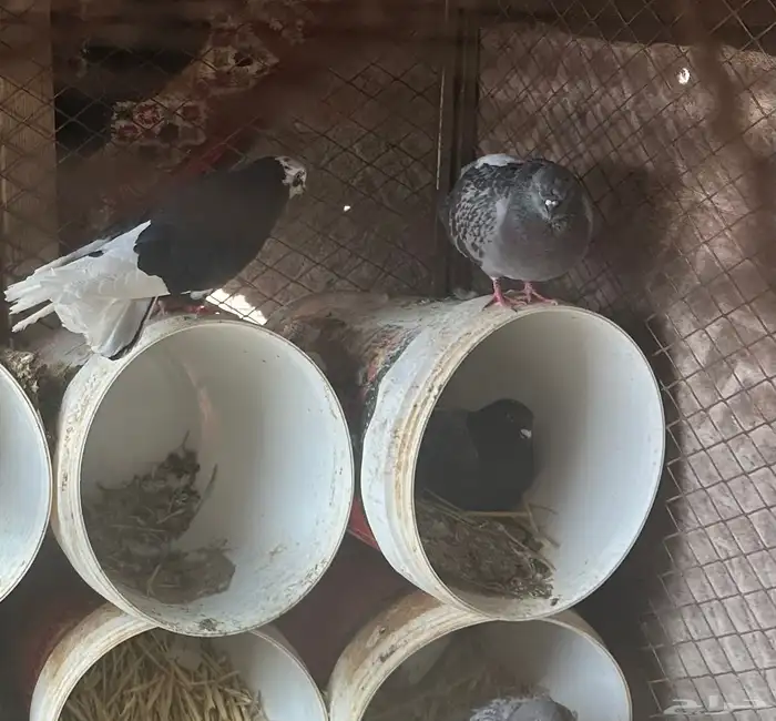 للبيع شبك ثلاثه في اثنين ارتفاع متر به زوجين ودجاجتين بلدي 4