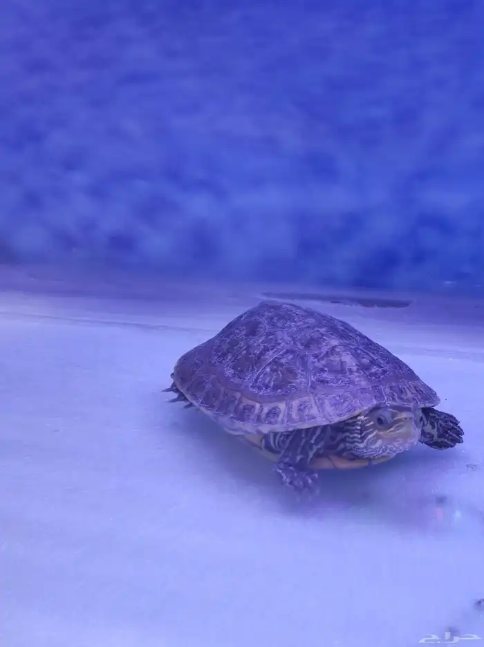 سلحفة برمائية قزوينية للتبني 0