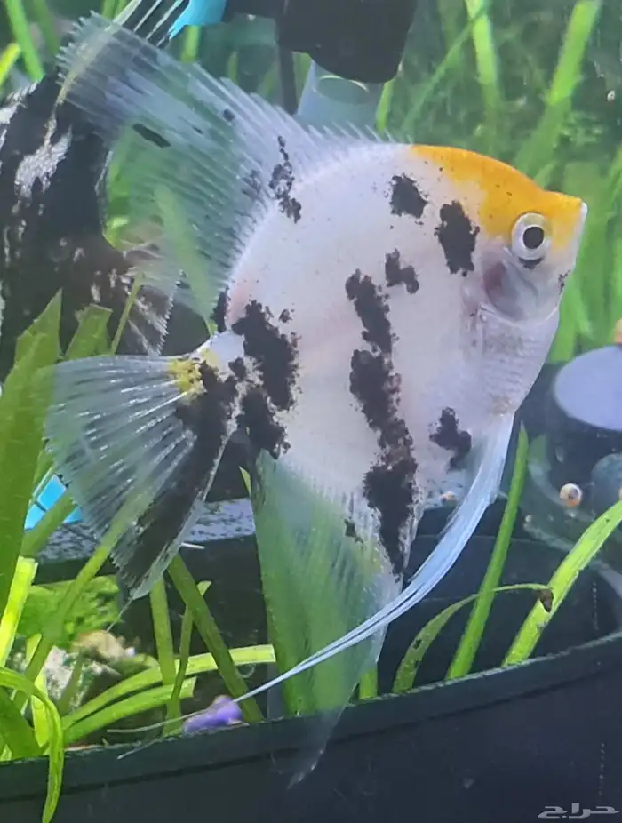 للبيع سمكتين انجل فيش 3