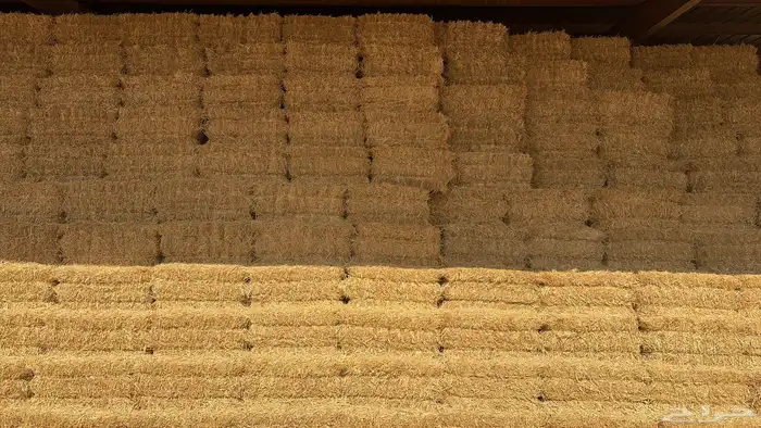 تبن بر جديد ناعم سعر15 0