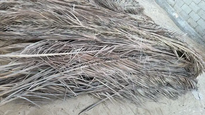 سعف جريد للبيع 3