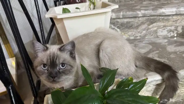 قط ذكر -6 شهور من دون تطعيم - مهجن سكوتش هملايا 1