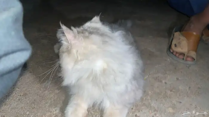 قط بيوت ممتاز جداا 2